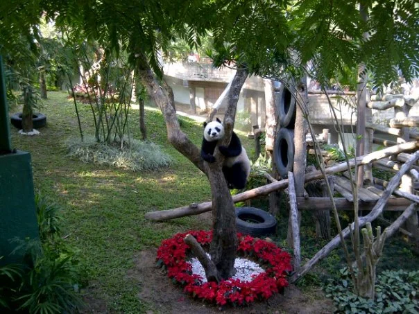 Ling Ping receives a new tree