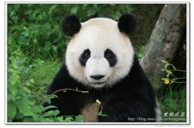 Mei Lan in Chengdu