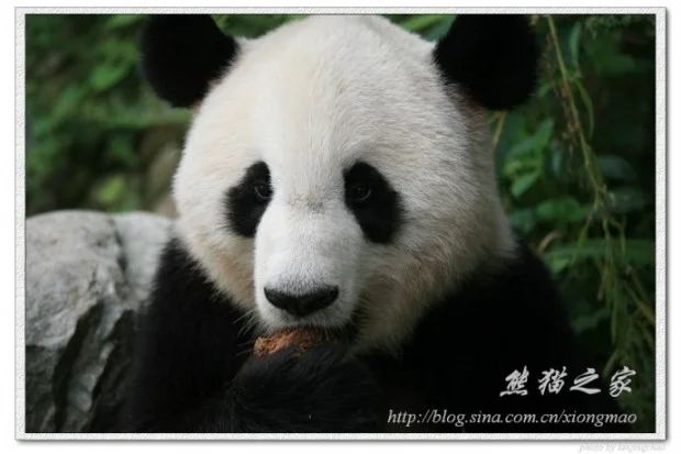 Panda Mooncake Festival