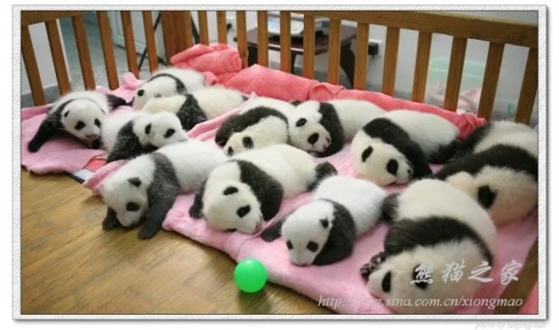 Chengdu Panda Base's cubs of 2011