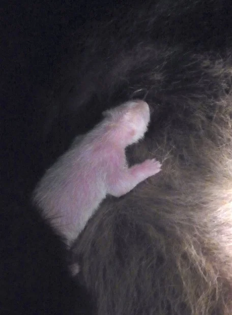 Tokyo's panda cub died on July 11, 2012