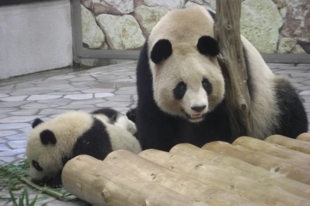Kai Hin &amp; You Hin playing with their mother Rau Hin