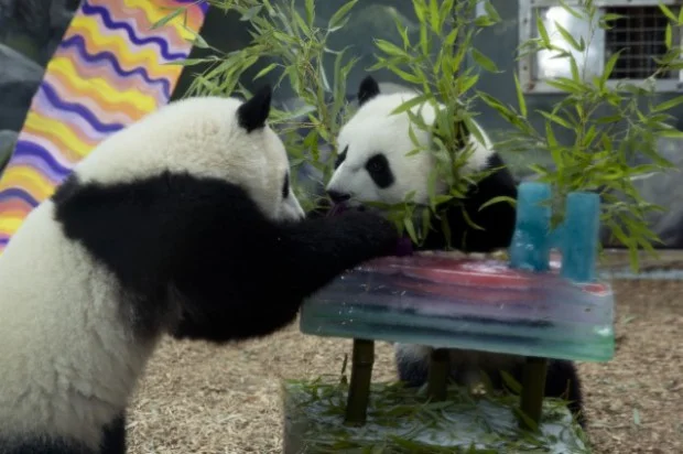 Happy First Birthday Mei Lun &amp;amp; Mei Huan