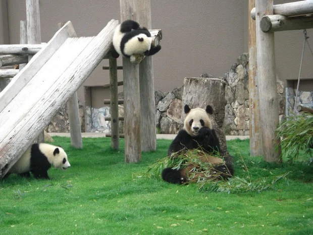 Kai Hin &amp;amp; You Hin at 9 months old