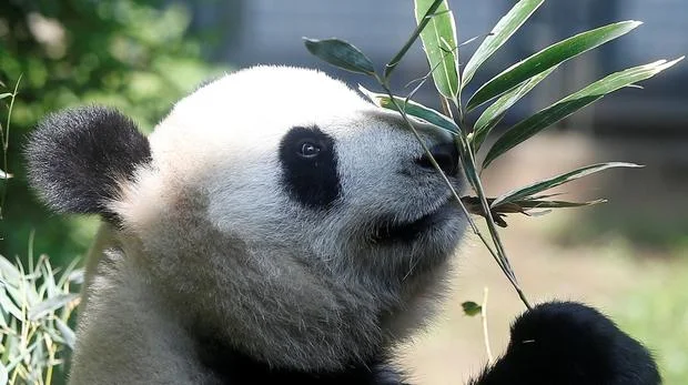 China pledges a helping hand for conservation efforts
