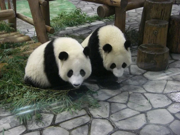 Kai Hin &amp;amp; You Hin are doing fine after weaning