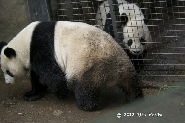 Breeding Time @ San Diego Zoo