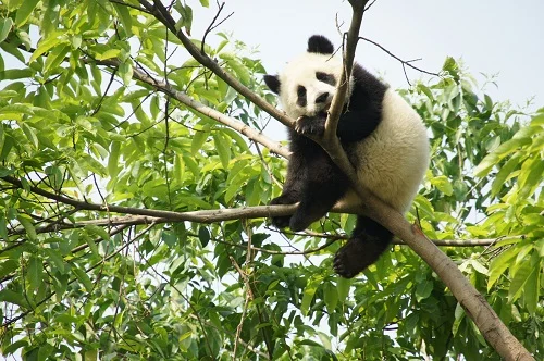 Chengdu's baby pandas grow up