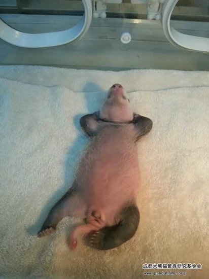 Ya Xing gave birth to twins @ Chengdu Panda Base