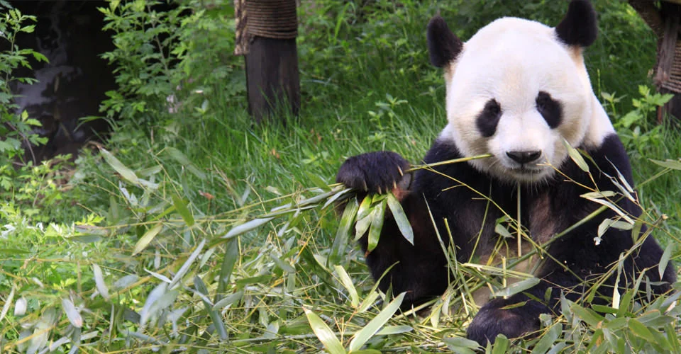 China releases genetic profiles of over 300 wild giant pandas