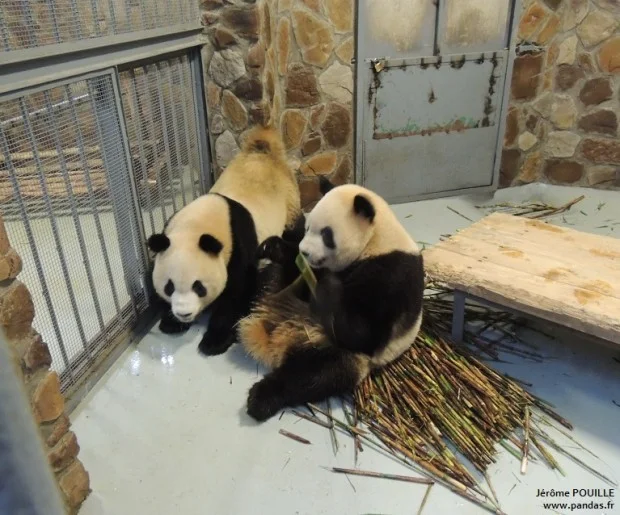 A Bao &amp;amp; De De moved out of the Quarantaine Field at the Chengdu Panda Base