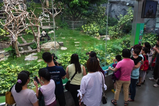 Macau Panda Pavillion closed for mating