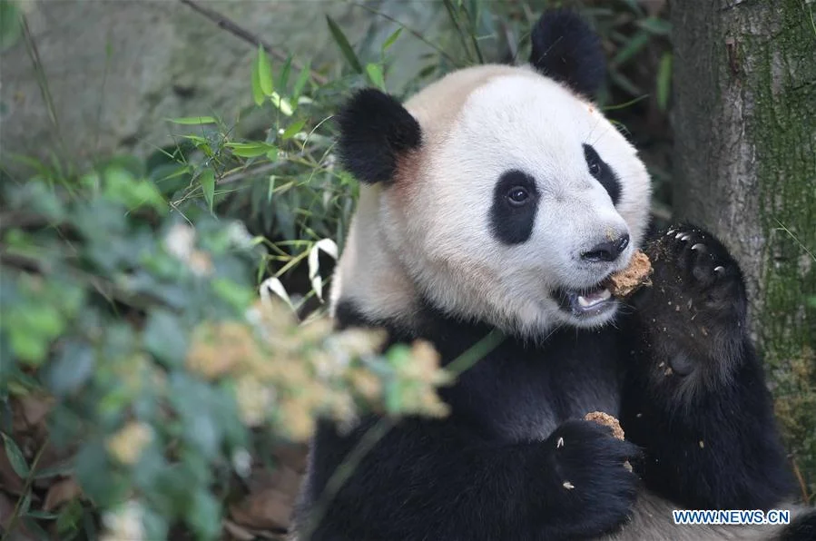 China to send 2 giant pandas to Denmark