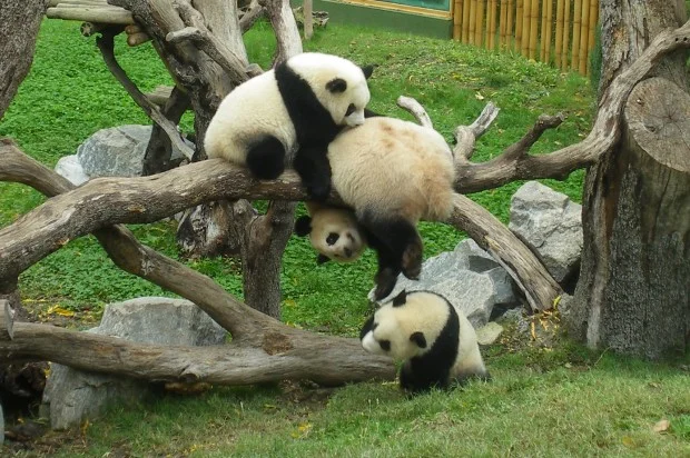 Hua Zui Ba outside with Po AND De De