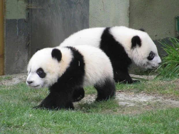 Po &amp;amp; De De