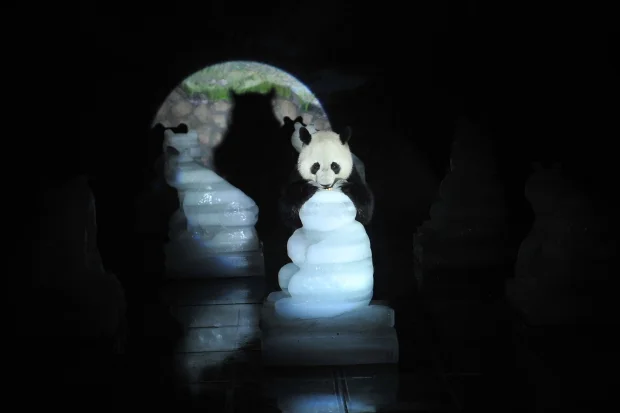 Melting Pandas urge Support for Environment Protection