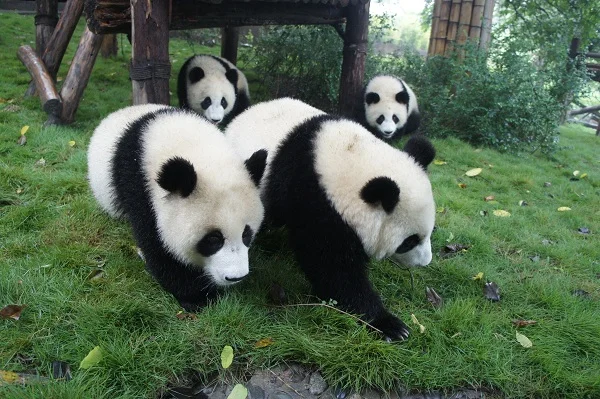 Pambassador Yumiko is back in Chengdu