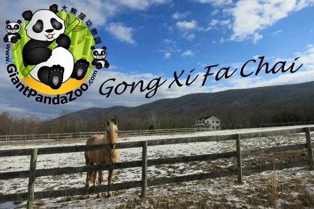 Gong Xi Fa Chai!