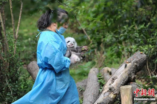 Chengdu Panda Cubs enjoy the sun