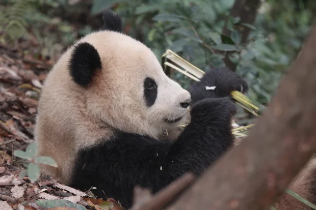 The Nose Knows: The Perceptual World of the Giant Panda