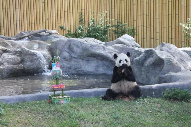 Da Mao's first Canadian Birthday