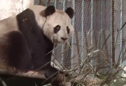 Lan Bao returns to Lanzhou after two years treatment in Xi'an