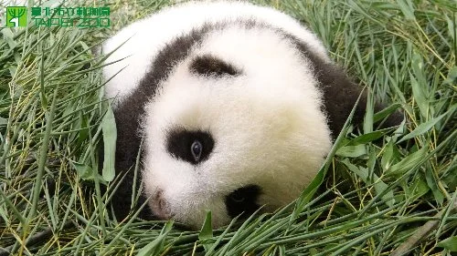Vote for the name of Taipei Zoo's cub