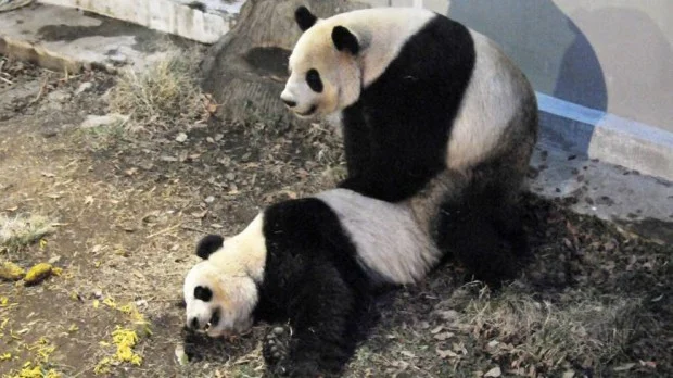 Ri Ri &amp;amp; Shin Shin mated