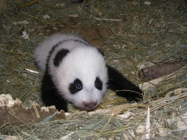 Vienna cub named Fu Hu
