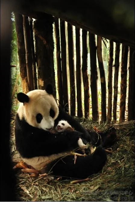 Zhang Ka &amp;amp; twins update