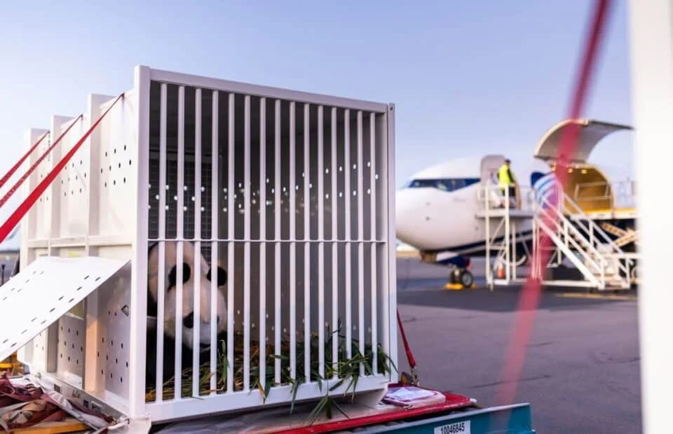 Wang Wang &amp; Fu Ni returned to China