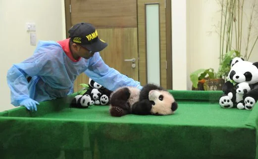 22.830 entries submitted for Malaysian panda cub naming competition
