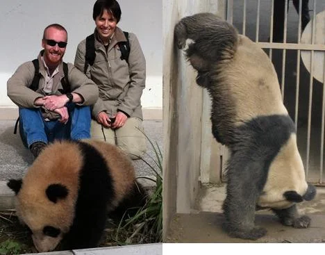 Adelaide Zoo keepers first days in Ya'an