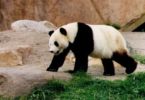 Toronto Zoo seeks Public/Private Partnership for their Giant Panda Program
