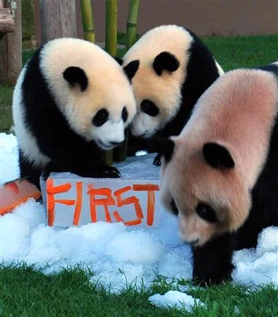 Kai Hin &amp;amp; You Hin celebrate first birthday