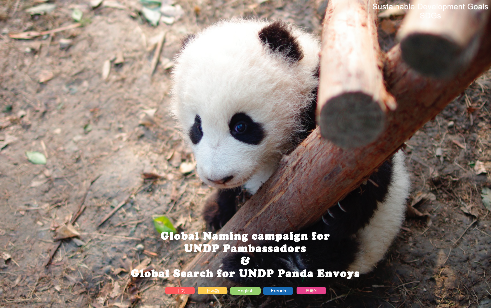 Global Naming of UNDP Pambassadors and Global Search for UNDP Panda Envoys