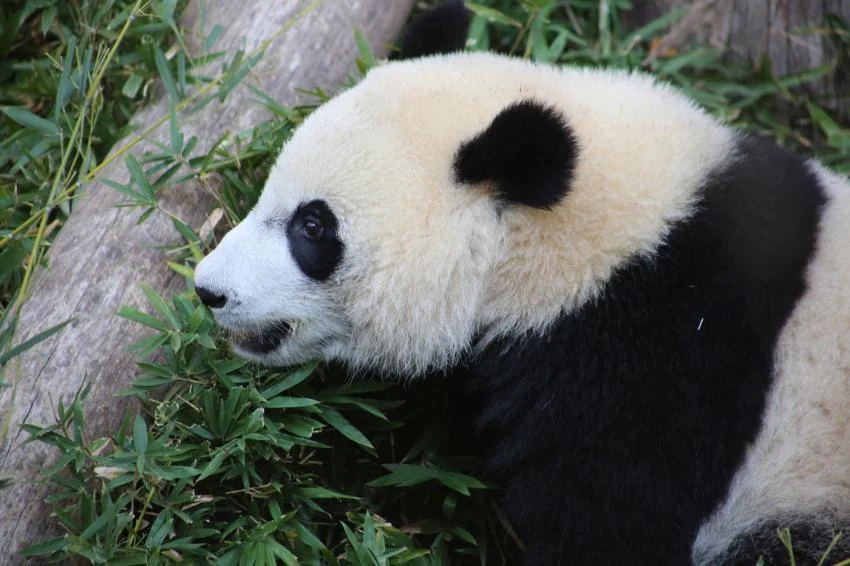 Bei Bei is Weaning