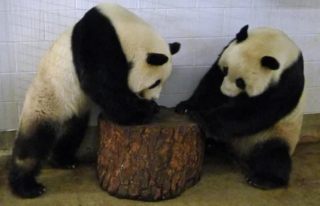 Wang Wang &amp;amp; Funi's introduction