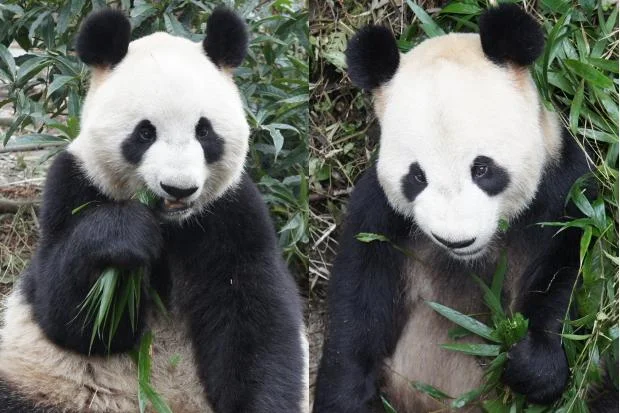 Ueno pandas renamed Ri Ri &amp; Shin Shin