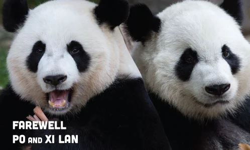 Xi Lan &amp;amp; Po will move to Chengdu on May 12