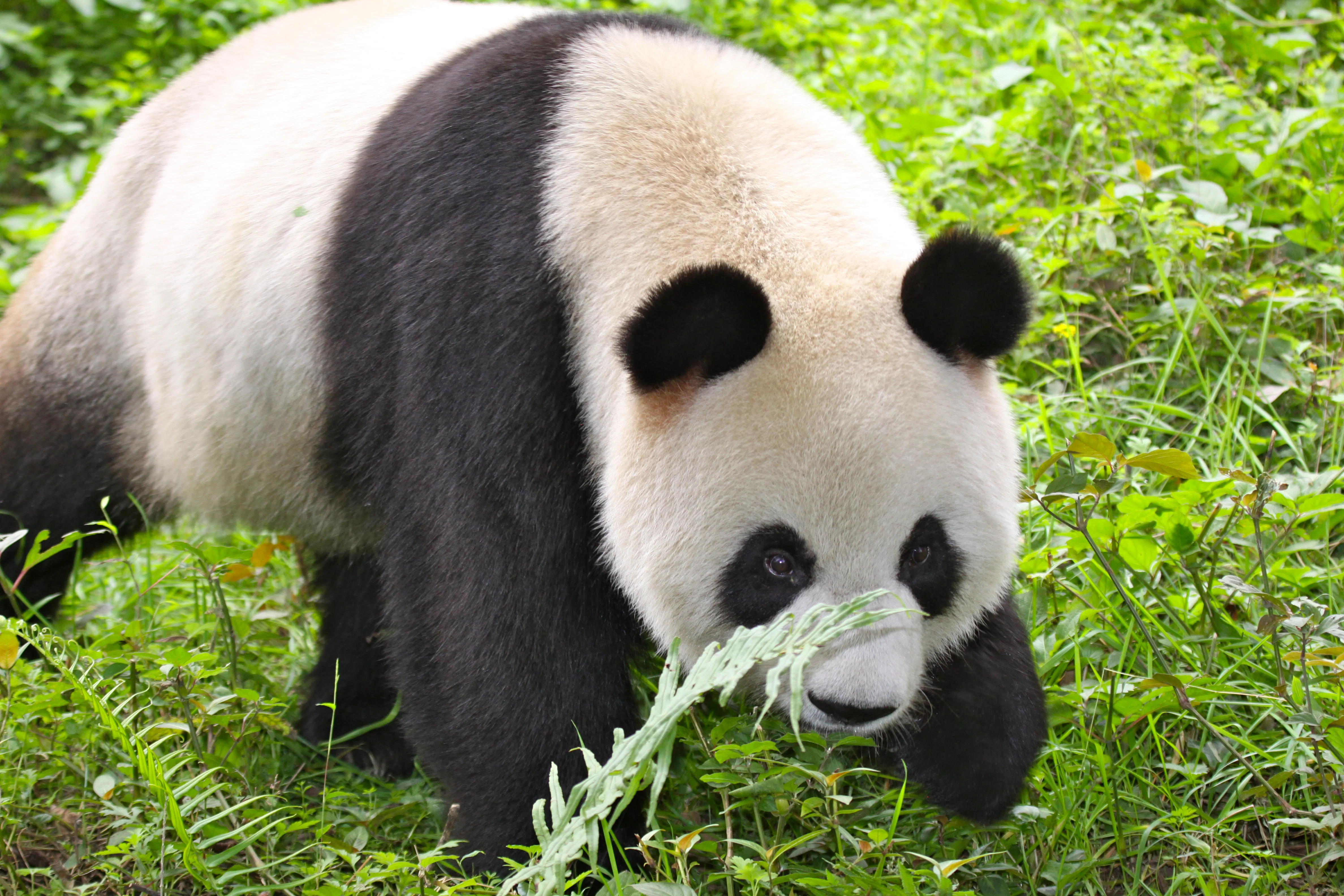 Xin Xin (Shu Rong)