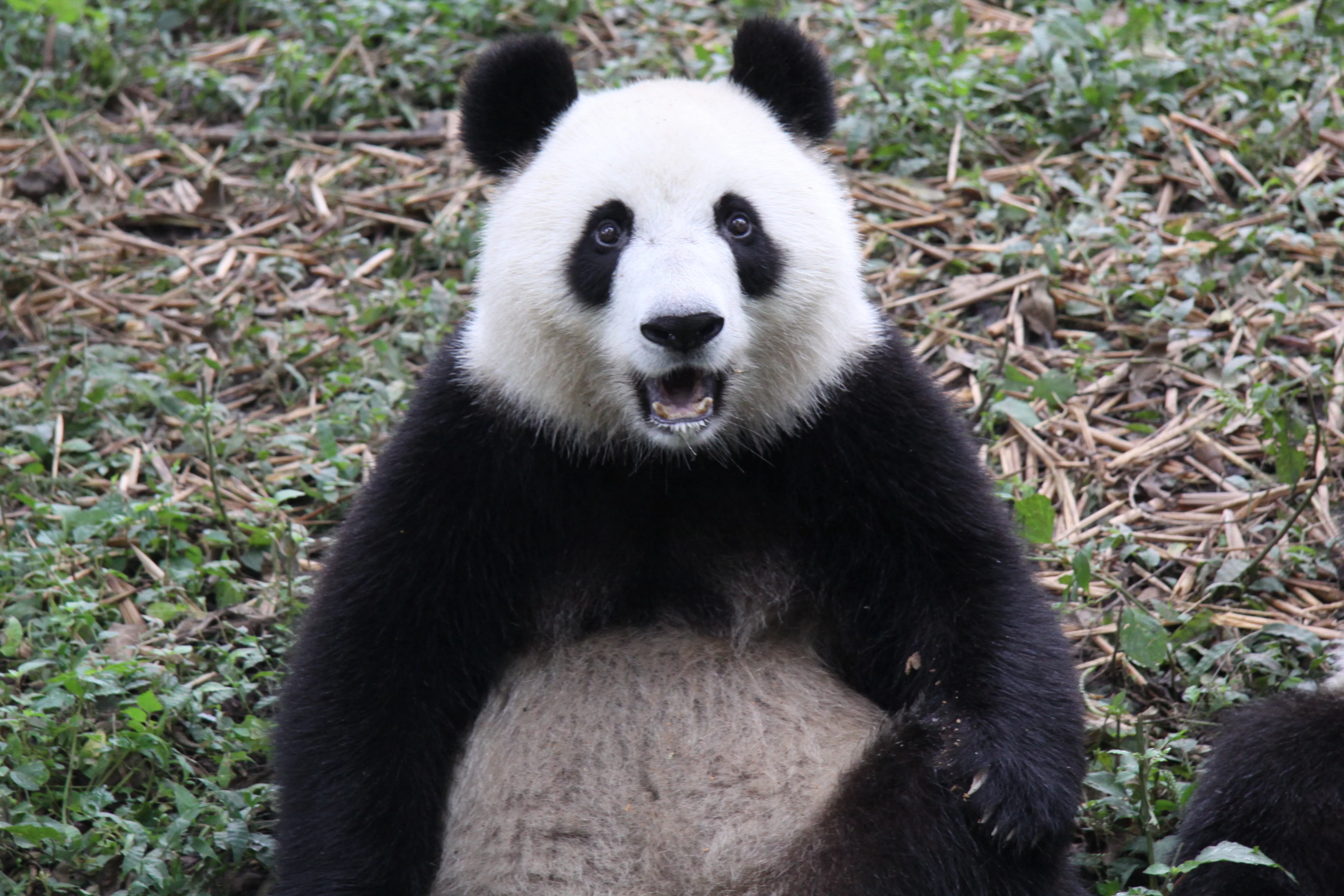 Xiang Bing