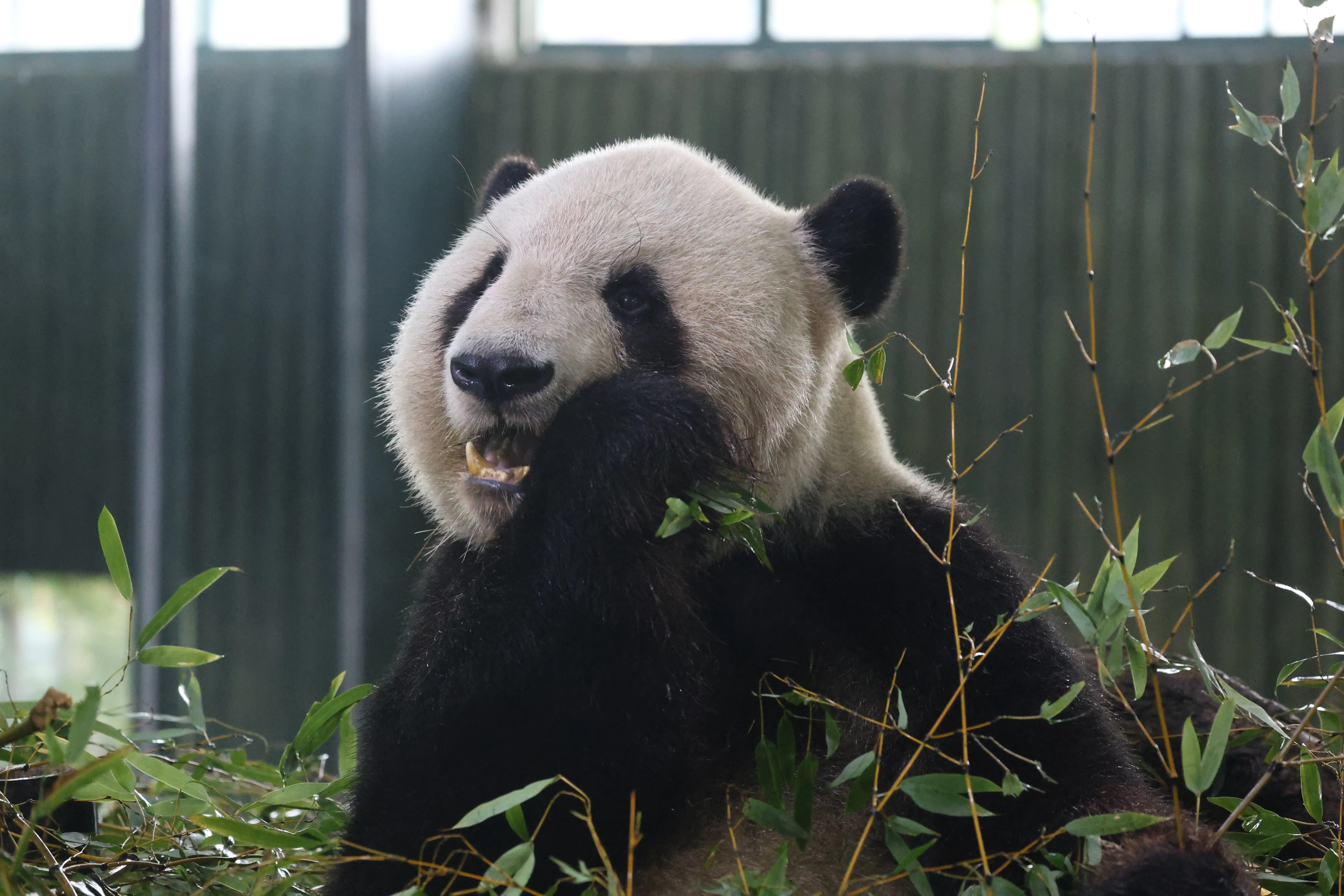 Xing Guang