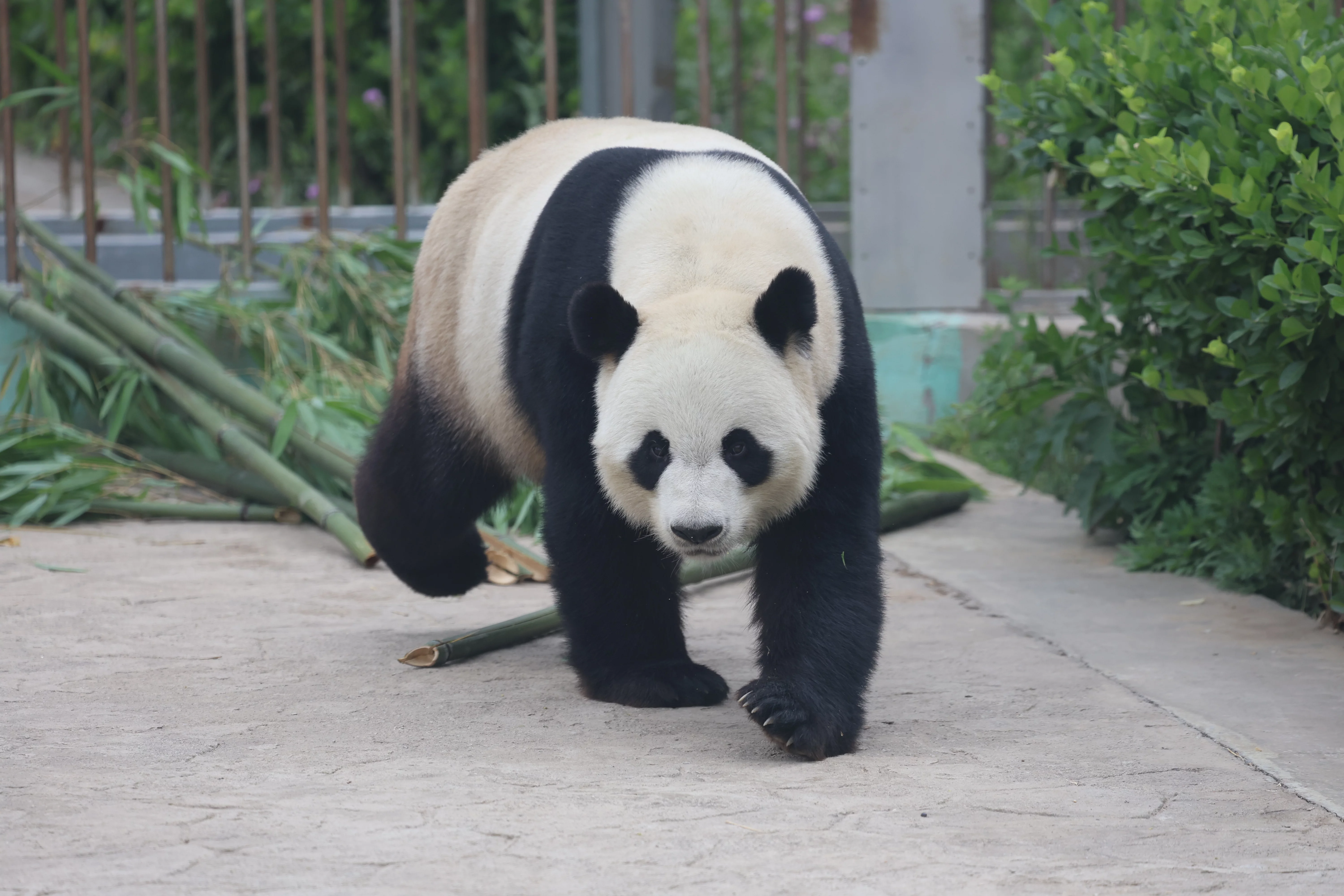 Qiao Qiao