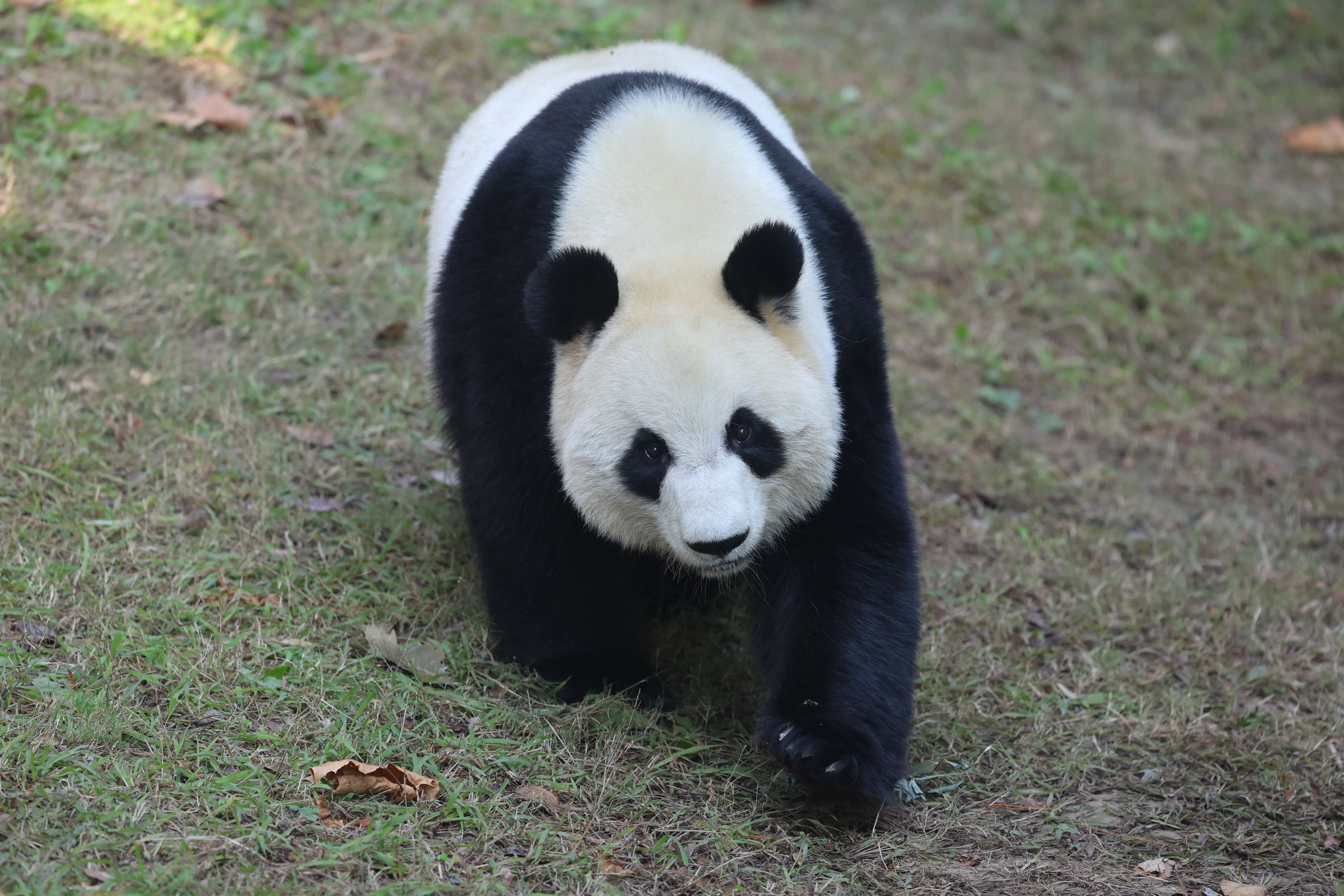 Tuan Zi