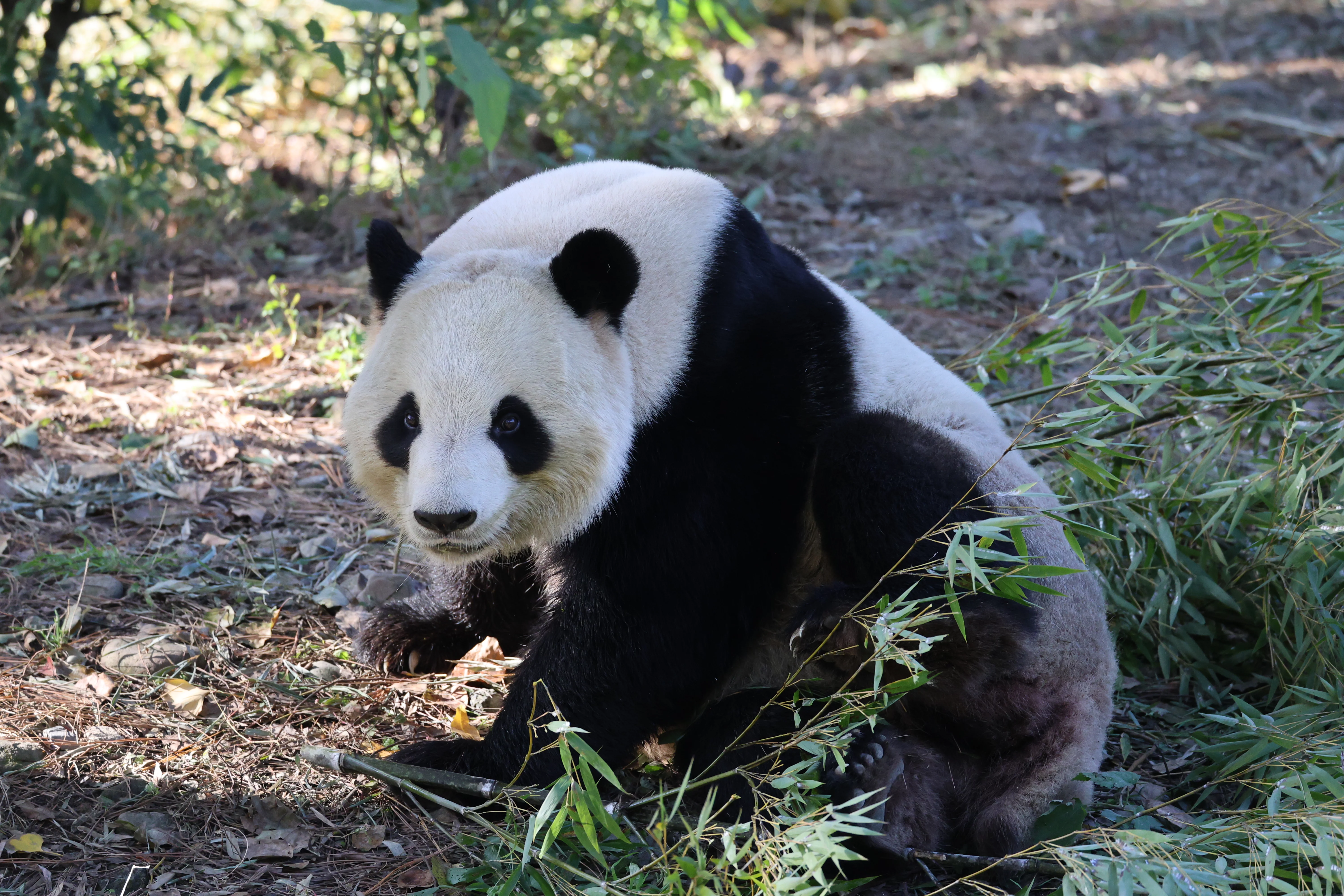 Zhen Hao