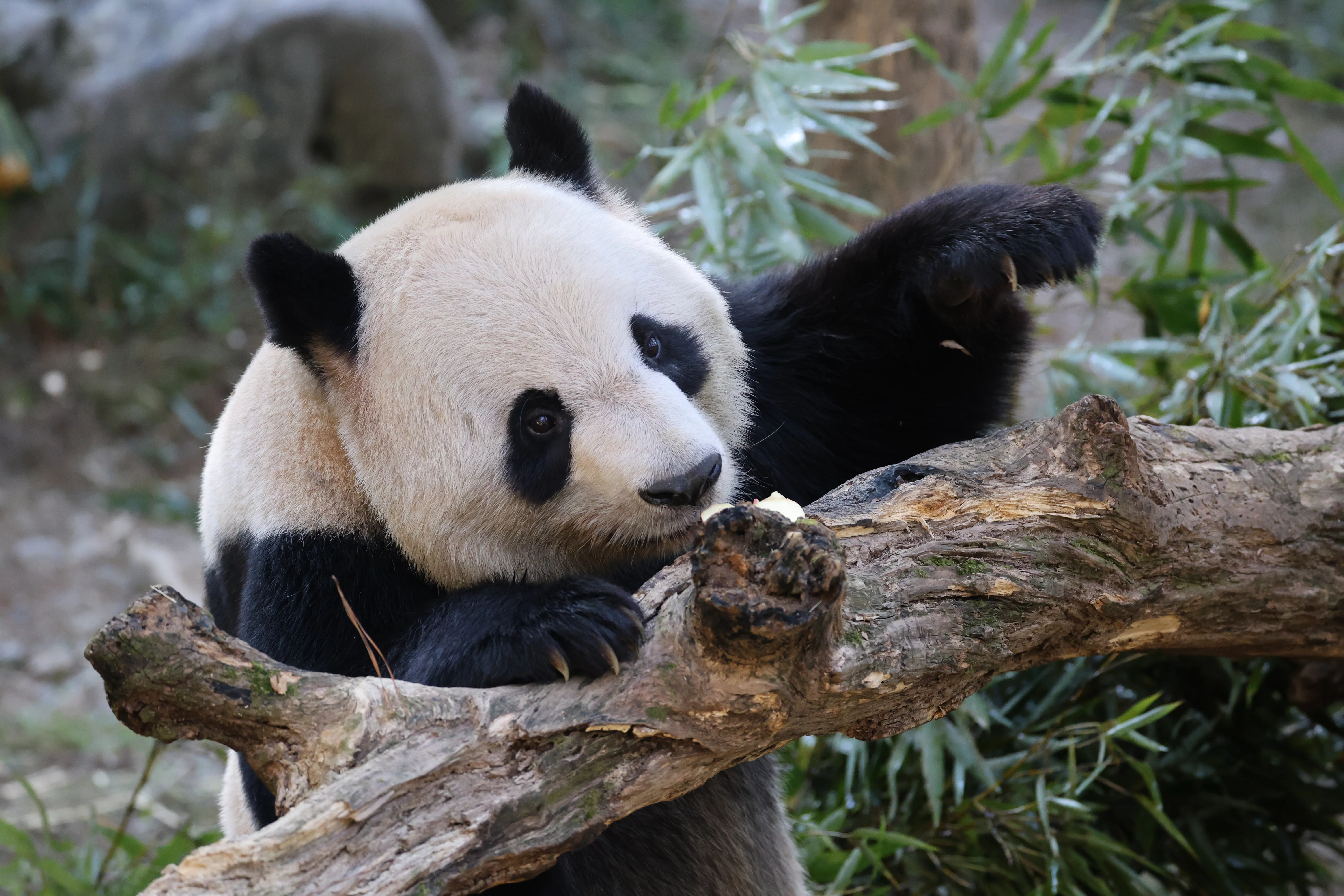 Zhen Qiao