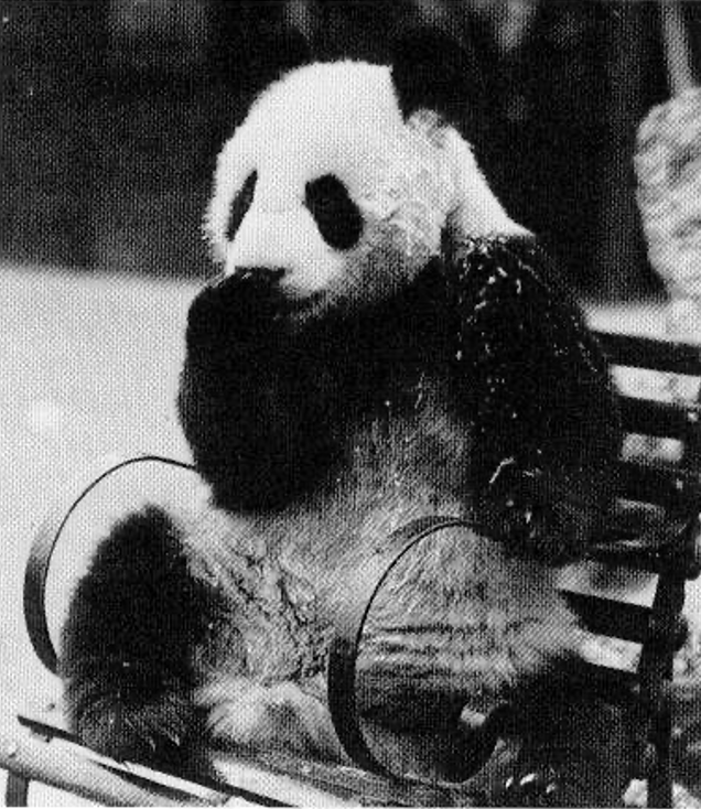 Ming