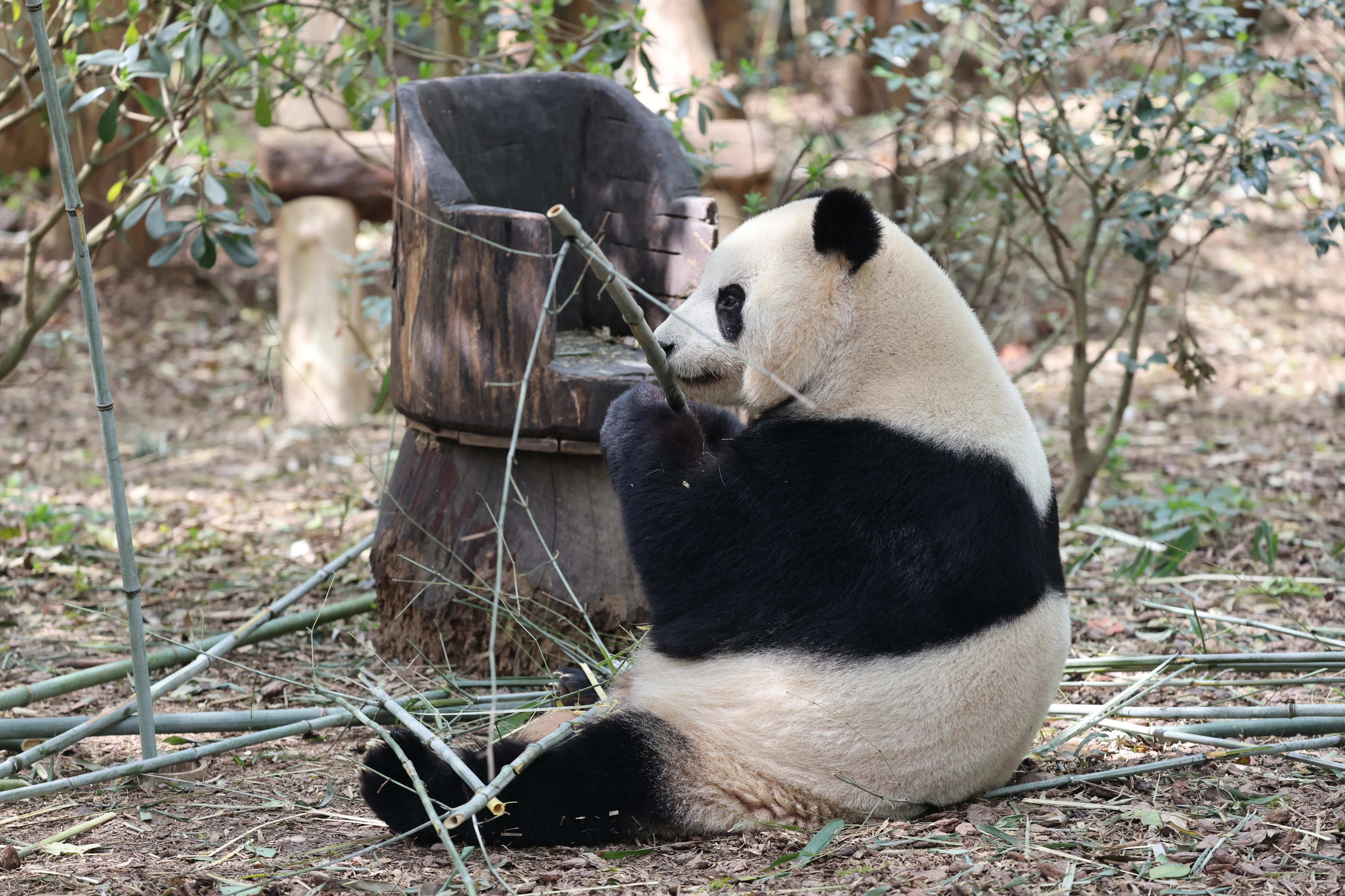 Er Qiao