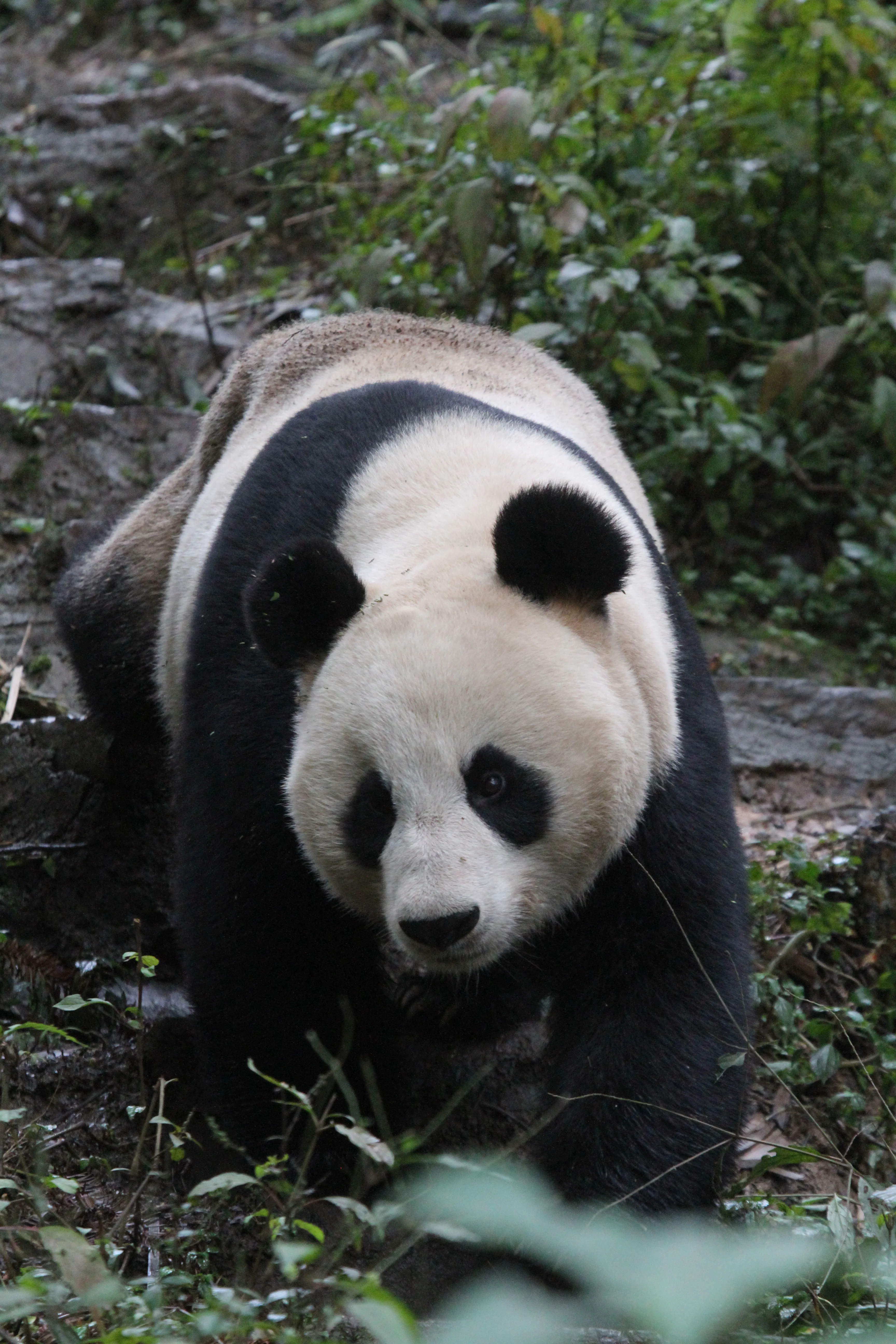 Bai Yang